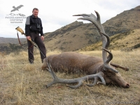 Охота на благородного оленя в Новой Зеландии