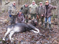 Загонная охота на лося в Новгородской области