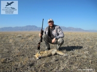 Охота на лис в Казахстане