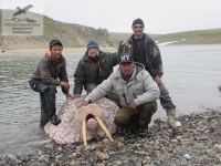 Охота на моржа на Чукотке