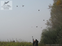 Охота на фазана в Венгрии