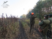 Охота на фазана в Венгрии