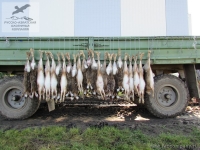 Охота на зайца в Венгрии