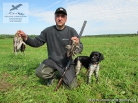 Охота на дупеля в Нижегородской области с бретонским эпаньолем