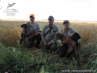 Охота на перепелку с подружейными собаками в Орловской области