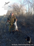 Охота на зайца с русским спаниелем на юге России