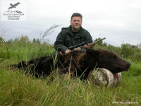 Охота на бурого медведя в Новгородской области