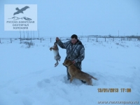 Охота на зайца с русской гончей в Саратовской области