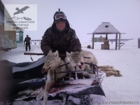 Охота на волка в Саратовской области и в Казахстане