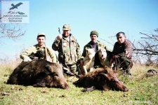 Охота на кабанов в Дагестане