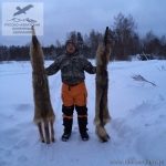 Охота на волков с флажками в Нижегородской области