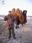 Верблюды, Саратовская область