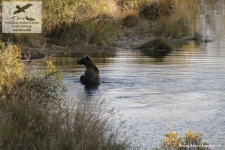 Медведь, Камчатка