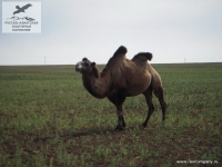 Верблюд, Саратовская область