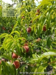 Персики в Крыму
