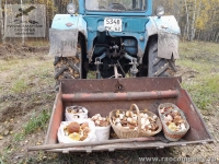 Белые грибы в Рязанской области